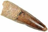 Fossil Spinosaurus Tooth - Real Dinosaur Tooth #312916-1
